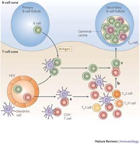 SLAM receptors and SAP influence lymphocyte interactions, development and