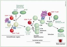 Somatic hypermutation: Improvement of antigen binding Secondary immune organs: antigen