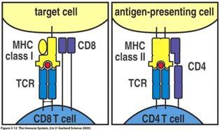 Helper & regulatory T-cells Proper stimulation of T-lymphocytes