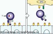 costimulation B7/CD28 Costimulation by professional APC Immunity without costimulation Tolerance