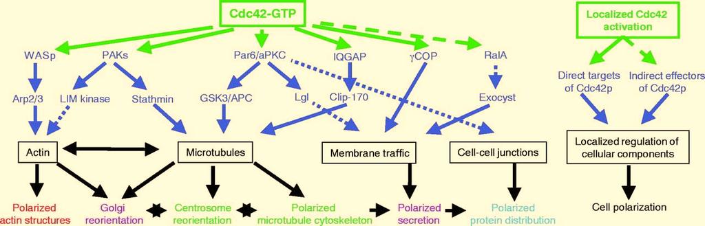 multiple signalling pathways