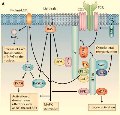 related architecture of immune receptor