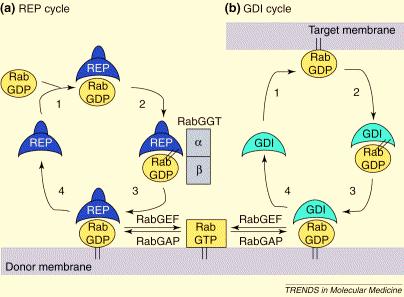 two mechanisms for delivery of rabs to a membrane - REP pathway