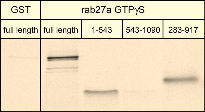 rab27a binding site is in N-terminus