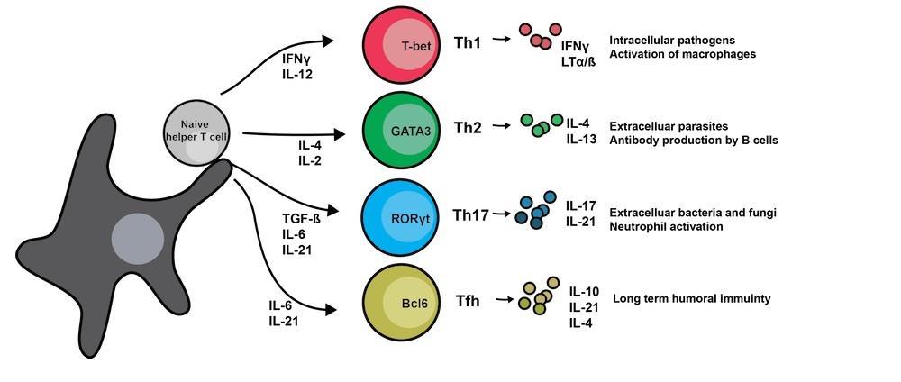 T cells expand and differentiate in response to extrinsic factors often derived from inflammation.