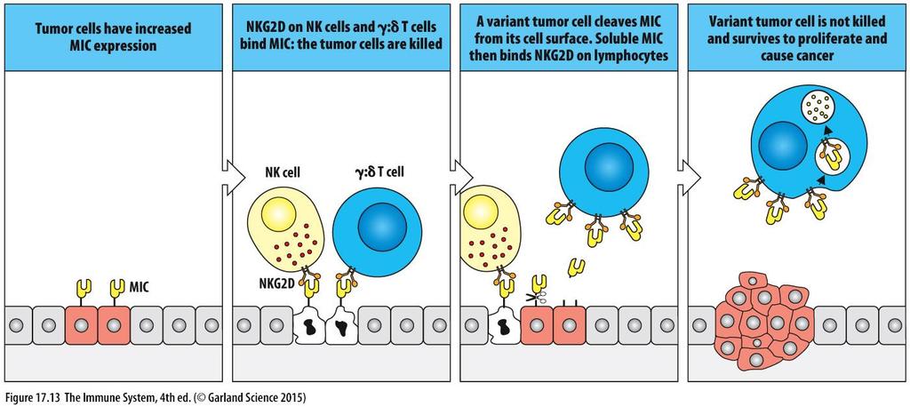 NK cells 2)