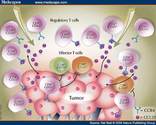 T cells to the tumor.