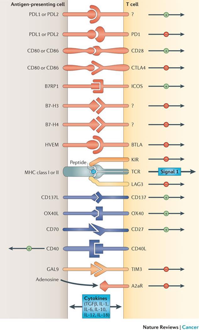 - A large array of molecules are expressed on the surface of activated T and NK cells in response to chronic stimulation - These molecules serve to prevent immunopathology; genetic