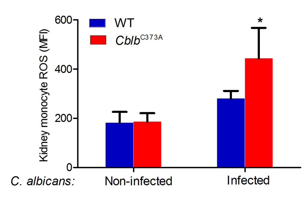 6 CFU of C. licns performed t dy 2 fter infection.