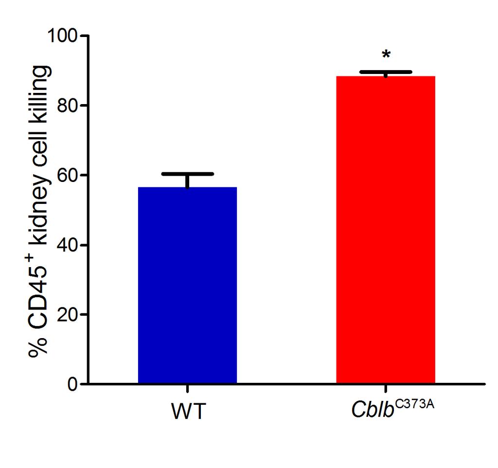 infected with 1 x 1  Killing cpcity of CD45-enriched cells isolted from nd Cl C373A