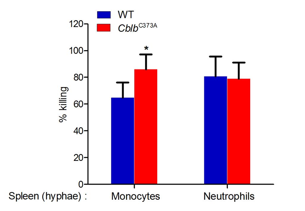 (e) ELISA of TNF-α, IL-6, nd IL-1β levels of kidney homogentes of or Cl C373A mice