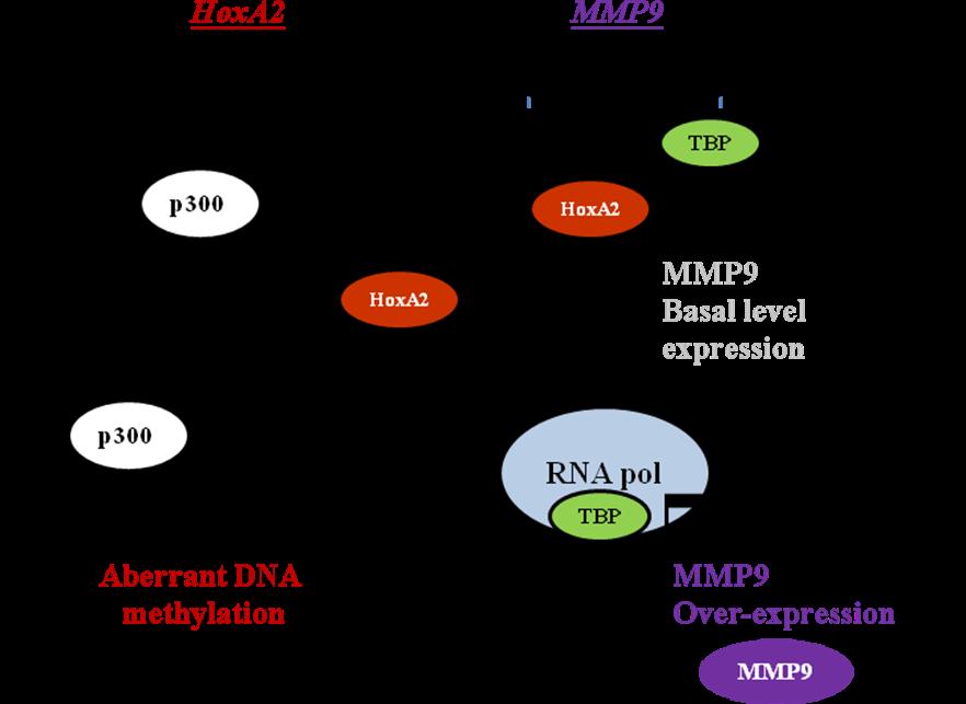 Aberrantly hypermethylated transcription repressor homeobox A2 derepresses metalloproteinase-9 activity through TBP and promotes invasion in nasopharyngeal carcinoma.