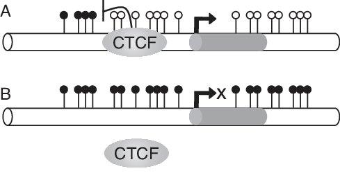 Repression by methylation 1 Direct interference with DNA binding of TFs https://www.researchgate.