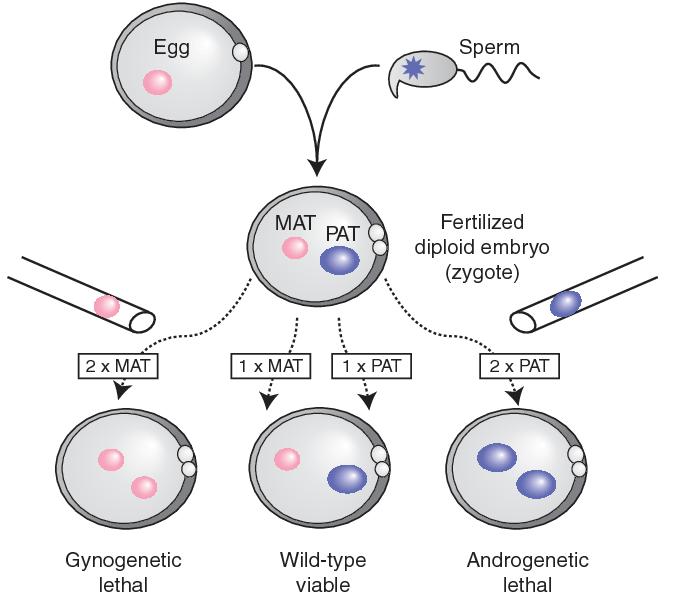 Genomic imprinting A maternal and a paternal genome are required for