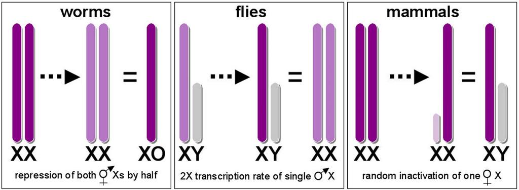 X chromosome inactivation http://www.wormbook.