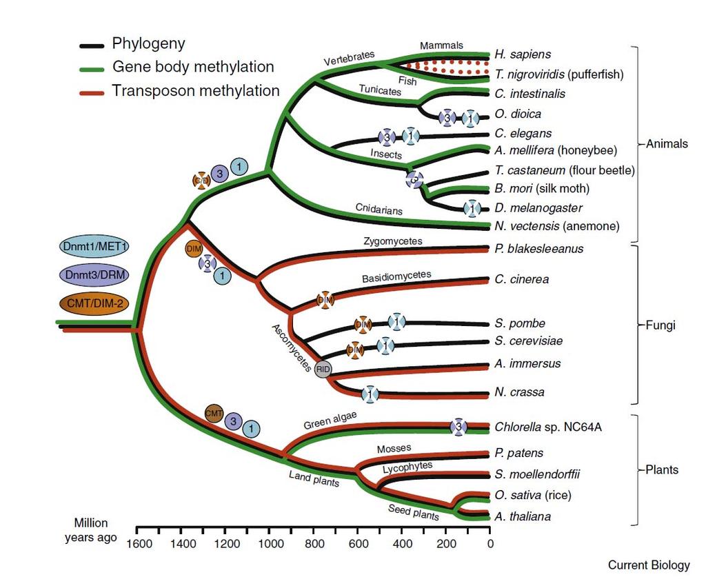 Evolution of DNA methylation