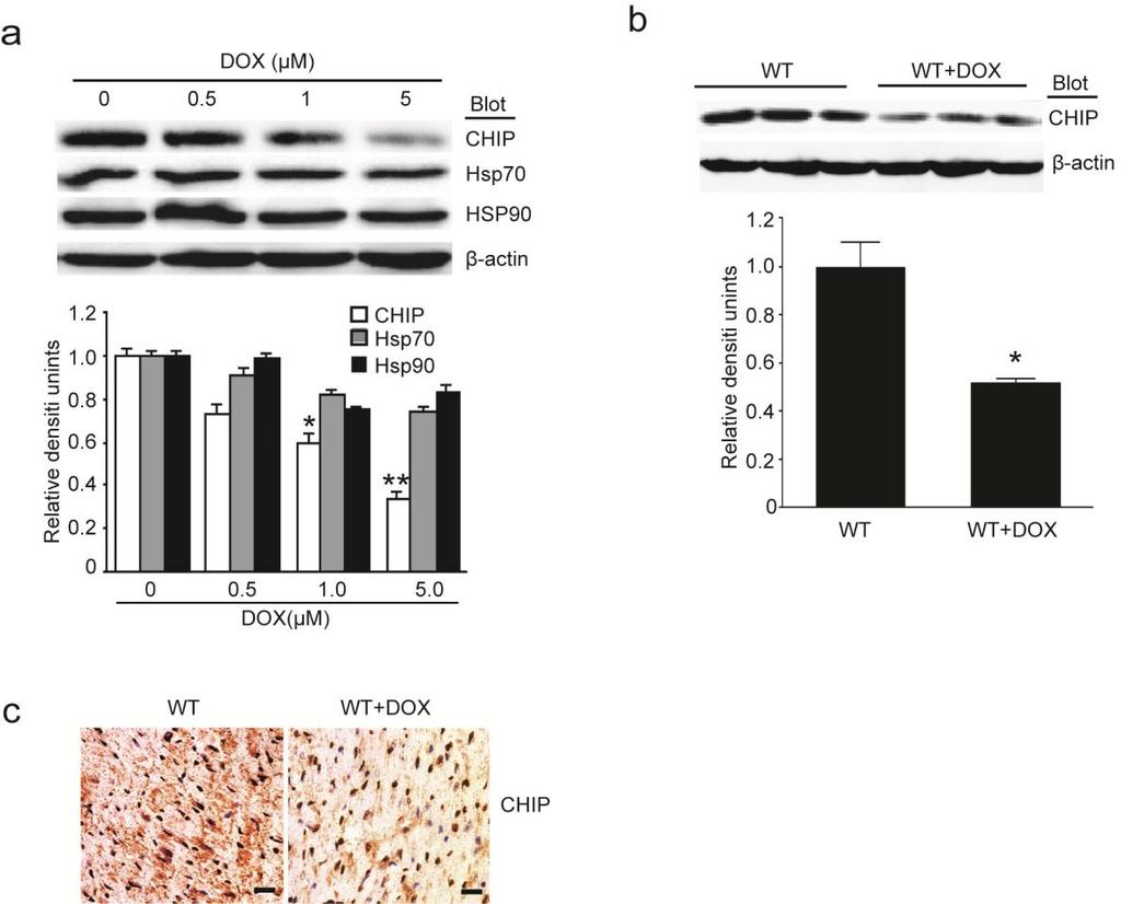 Supplemental Figure 1. Doxorubincin treatment down-regulates CHIP expression in neonatal rat cardiomyocytes and the mouse hearts. (a) Cardiomyocytes were treated with different doses of DOX at 0.