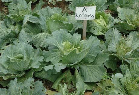 head cabbage varieties