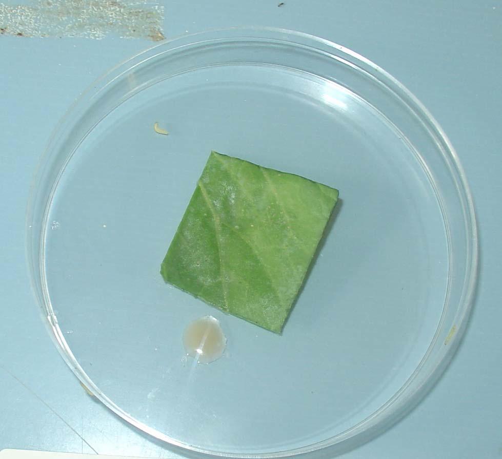 leaf extract Larva Kava root powder
