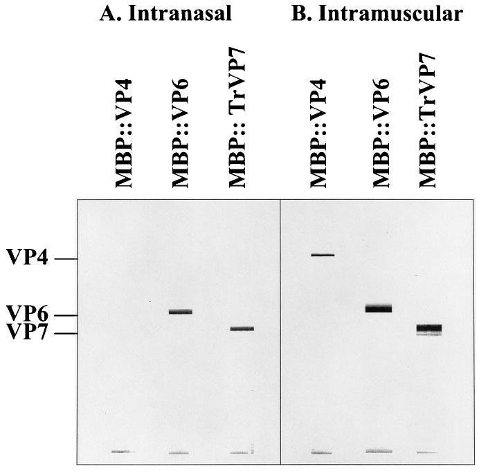 7578 CHOI ET AL. J. VIROL. FIG. 2. Western blot analyses of sera from mice immunized with chimeric rotavirus proteins.