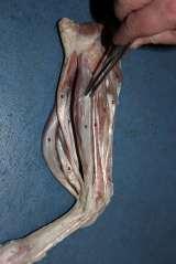Also the dog has the square pronator muscle, which extends along the full length of the forearm palm face.