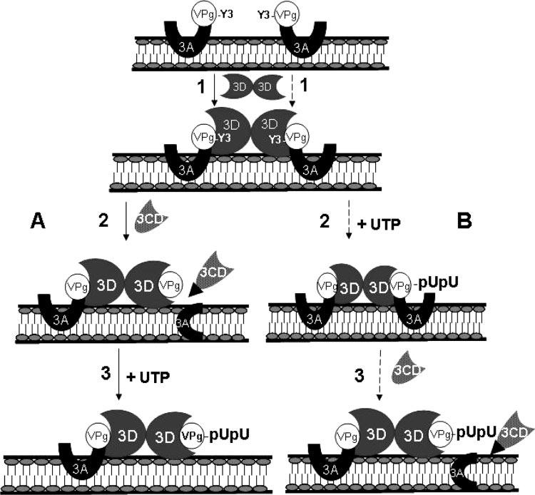 5682 LIU ET AL. J. VIROL. FIG. 9. Two possible models for the initiation of PV RNA replication.