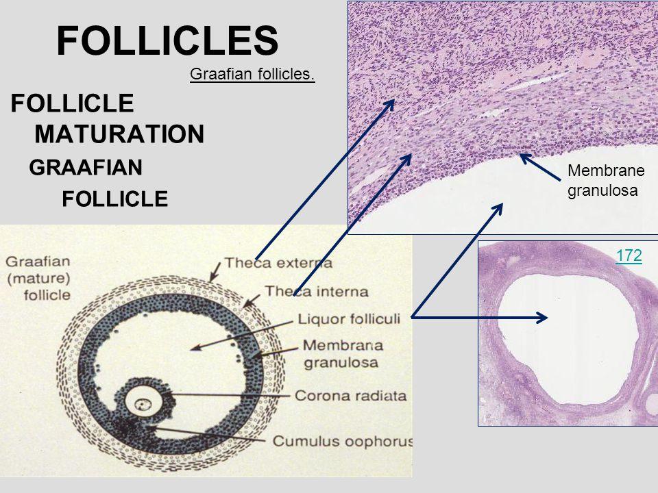 the structure of maturing follicles is the acquisition of the theca cell layer, which surrounds