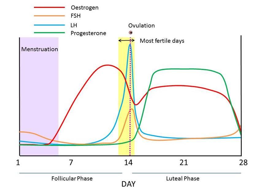 OVULATORY GONADOTROPIN SURGE AND OVULATION Maturation of the dominant follicle is marked by high blood levels of estradiol.