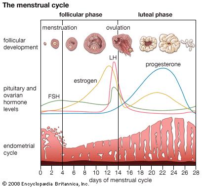 OVULATORY GONADOTROPIN SURGE AND OVULATION the LH surge initiates germinal vesicle (or nucleus) disruption, and the fully grown oocyte resumes meiosis (meiotic maturation).