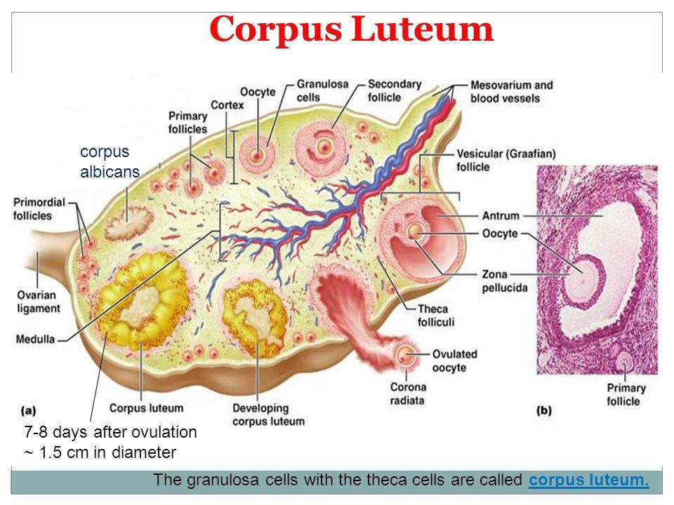 CORPUS LUTEUM REGRESSION (LUTEOLYSIS) life span of the corpus luteum is limited to a period of about 14 days.