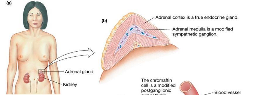 Adult Adrenal Gland The Adult