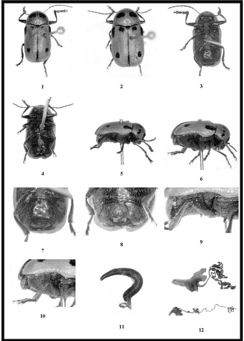 Mun. Ent. Zool. Vol. 2, No. 2, June 2007 497 Plate I: Figures 1. Dorsal view of male, 2. Dorsal view of female, 3. Ventral view of male, 4. Ventral view of female, 5. Lateral view of male, 6.