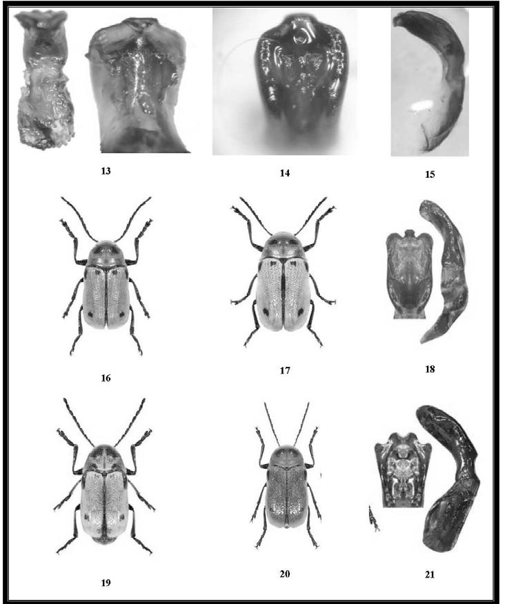498 Mun. Ent. Zool. Vol. 2, No. 2, June 2007 Plate II: Figures 13. Dorsal view of aedeagus, 14. Ventral view of apex of aedeagus, 15. Lateral view of aedeagus, 16.