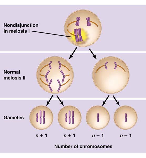 cells affected) Aneuploidy - having an abnormal chromosome number