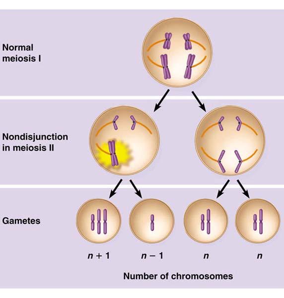 chromosome 2n-1 Polyploidy - having move than 2 sets of chromosomes