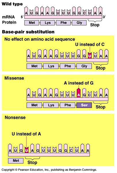 PART TWO: Gene Mutations Point mutations Changes in 1 or a few base pairs in a single gene Substitutions Frameshift mutations Base-pair insertions or deletions; alters the reading frame of triplets