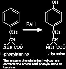 enzyme to convert phenylalanine to tyrosine Buildup of phenylalanine can