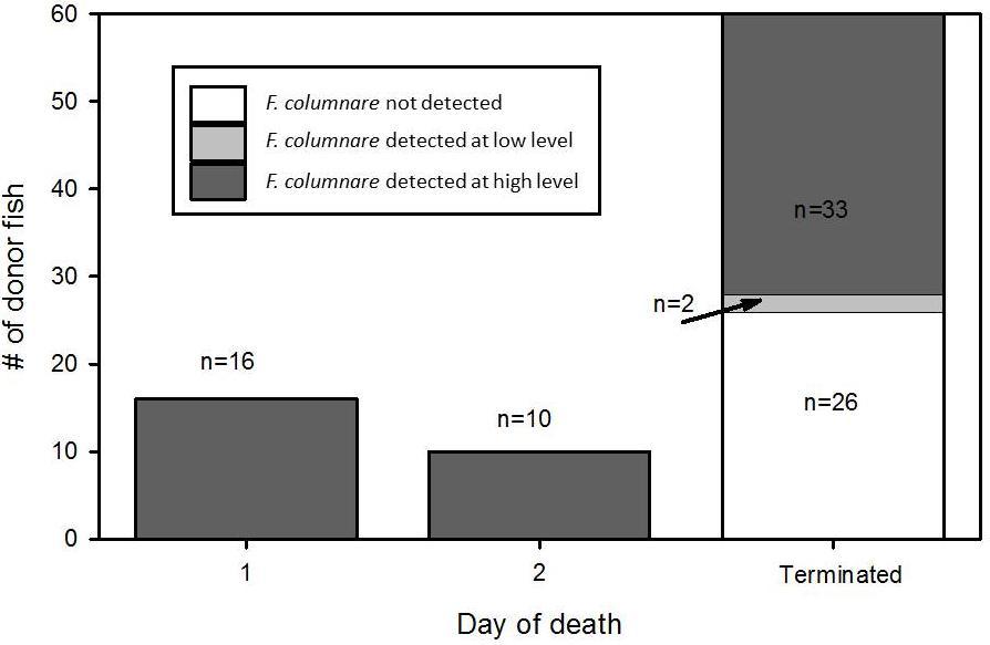104 FIGURE 5.4 Number and relative proportions of donor fish in the three categories of infection per score for both experiments. Terminated indicates fish survived until sample date.