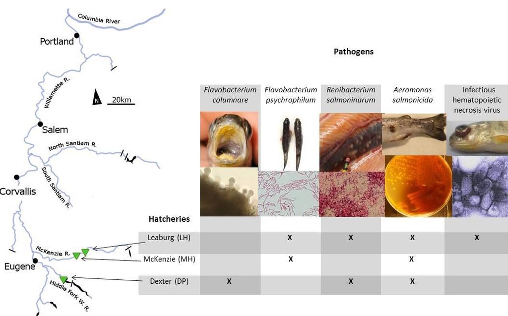 FIGURE 3.1 Study hatcheries in the Willamette River Basin, Oregon, USA, pathogens responsible for historical loss, and disease signs.