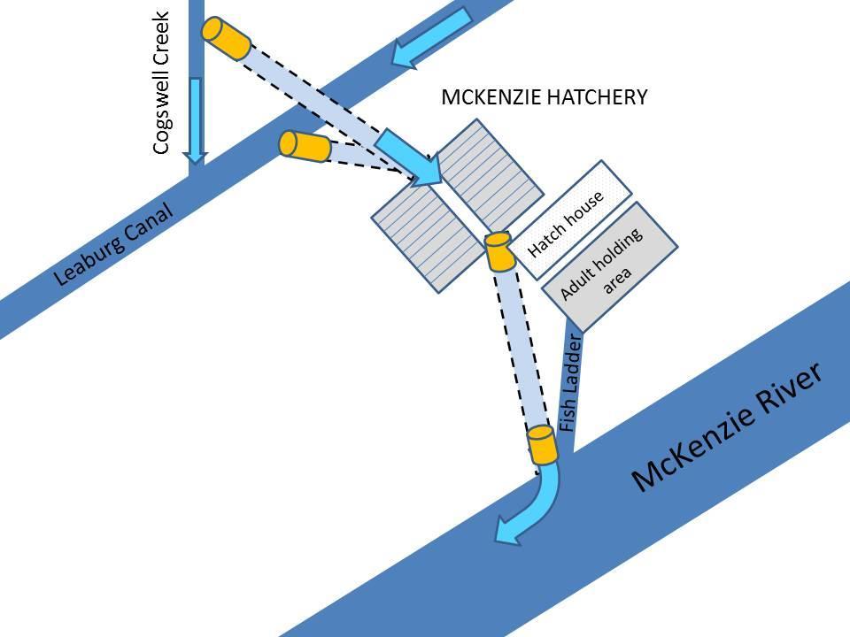 FIGURE 3.8 McKenzie River Hatchery schematic.