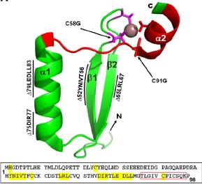 RabMab 42-3 recognizes a conformational epitope in the HPV-16 E7 zinc finger PepScan analysis
