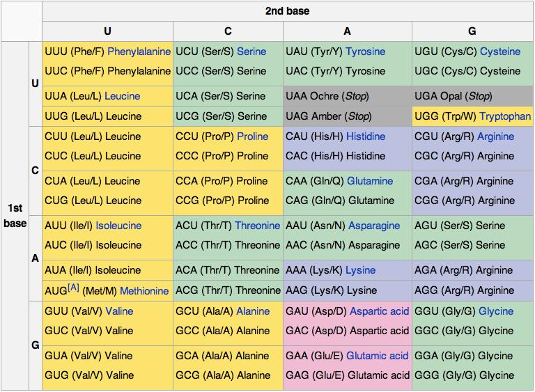 Those genes that code for proteins are composed of tri-nucleotide units called codons, each coding for a single amino acid RNA codon table The table shows the 64 codons.