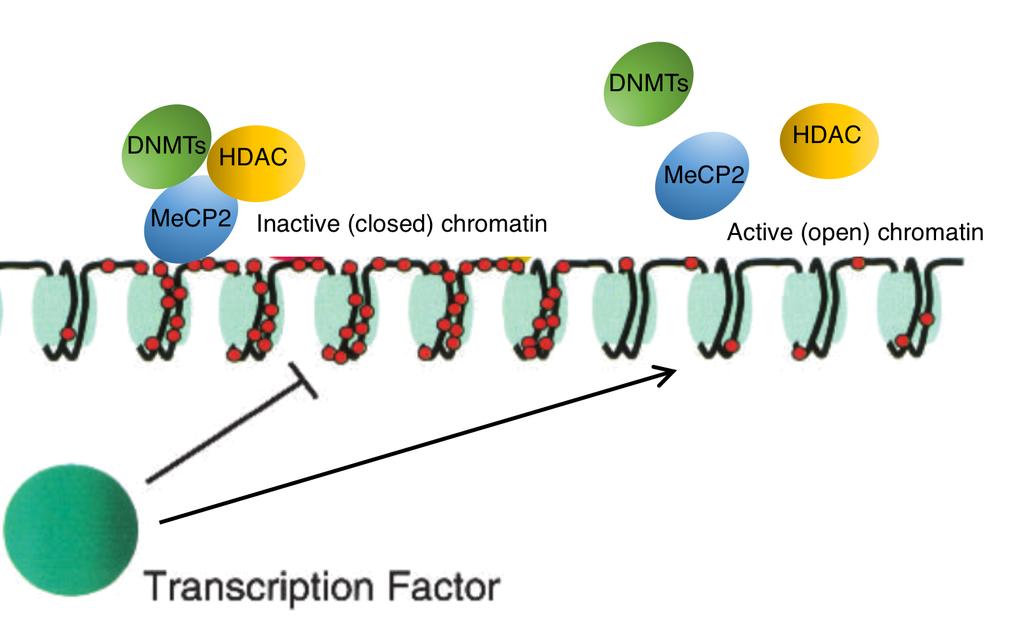 regulation by numerous proteins that bind and alter the conformation of chromatin.
