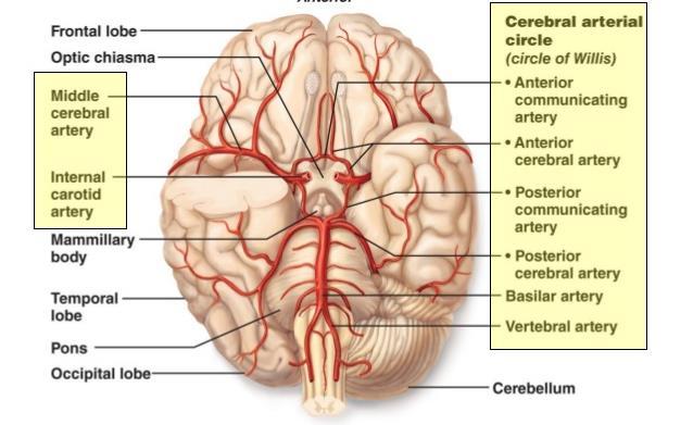 Location, location, location MCA strokes can affect the frontal, temporal, & parietal lobes ICA strokes can affect the frontal, temporal, parietal, or occipital lobes, as well as the basal ganglia &