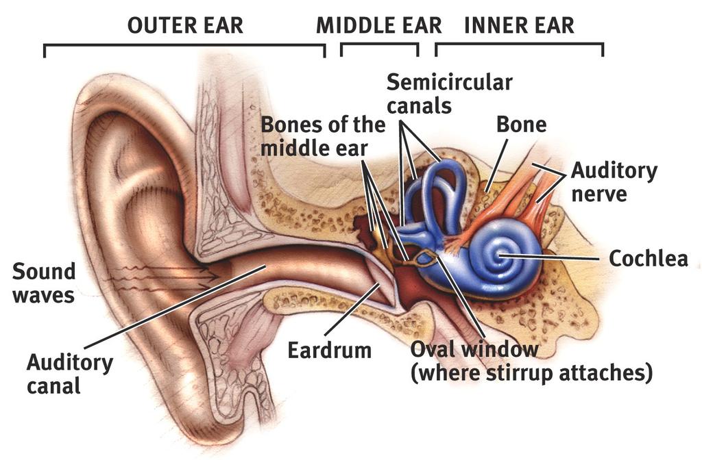 The outer ear funnels sound waves to the eardrum.