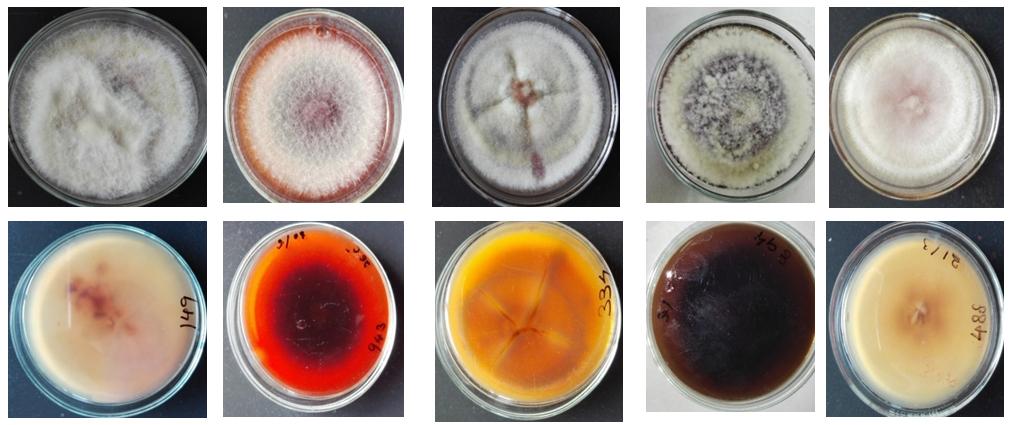 proliferatum Figure 2: The colony morphology of different species Forty three Fusarium isolates were morphologically identified as F. solani complex (n=24), F. chlamydosporum (n=15), F.