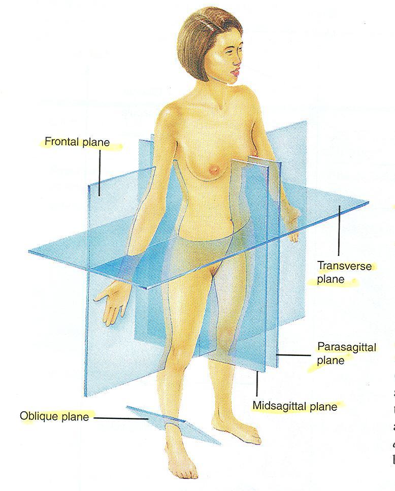 Planes/Body Sections (1)