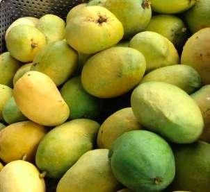 Mango Mangifera indica A vitamin powerhouse 100g 46% vit C, 15% vit A, 7% B6 daily intake.