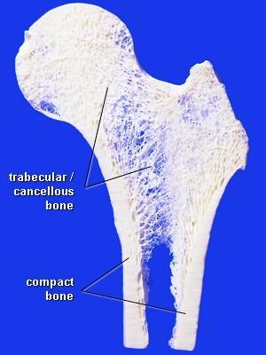 Types of Bones: