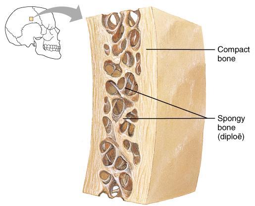 Short, Irregular, and Flat Bones Plates of periosteumcovered compact bone on the outside with